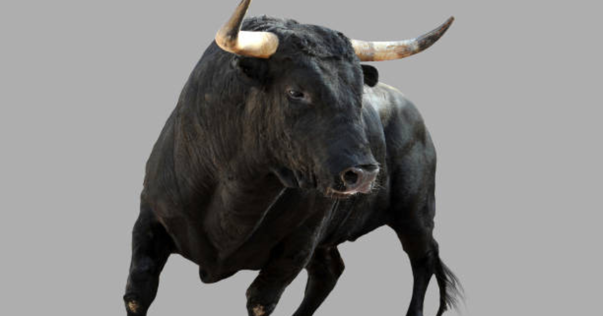 bull market