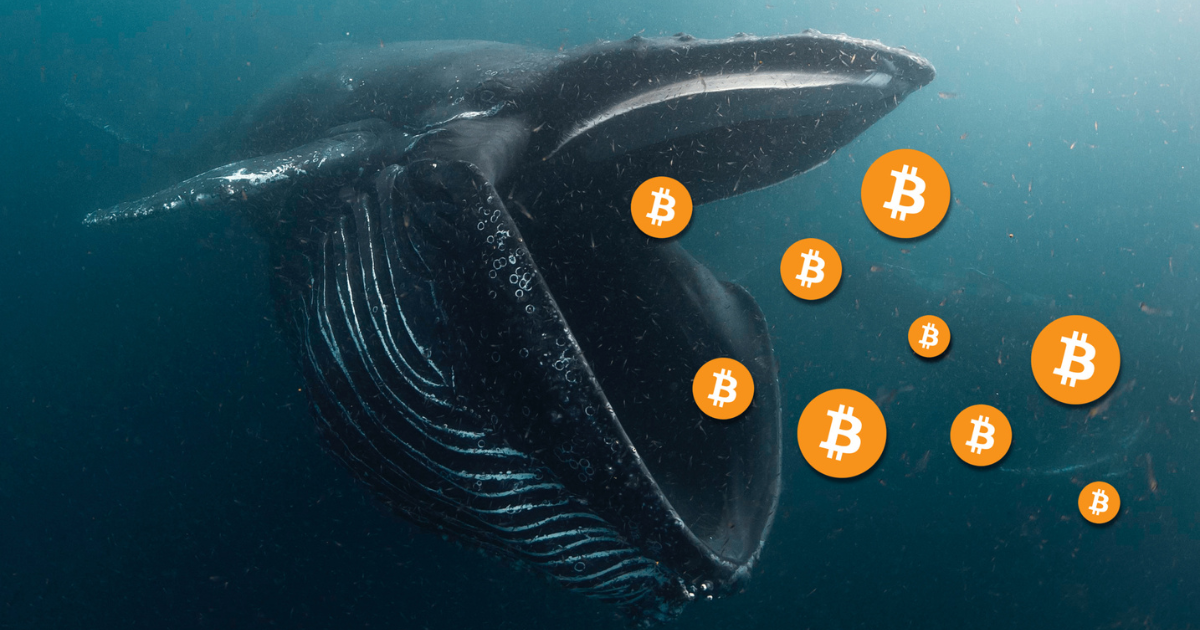 Bitcoin Whales From 'Satoshi Era' Move a Combined $325 Million